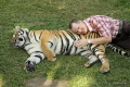 Tiger Kingdom Chiangmai